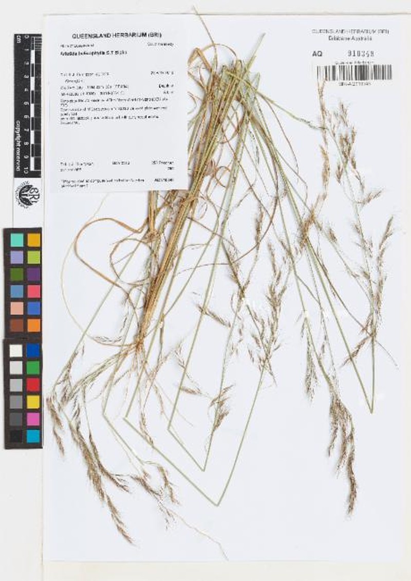 Aristida helicophylla