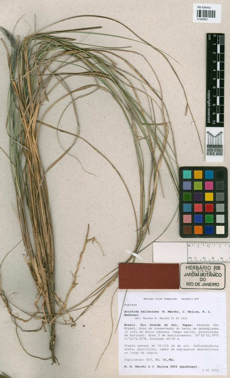 Aristida helleriana