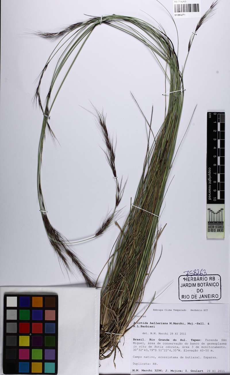 Aristida helleriana photo 2