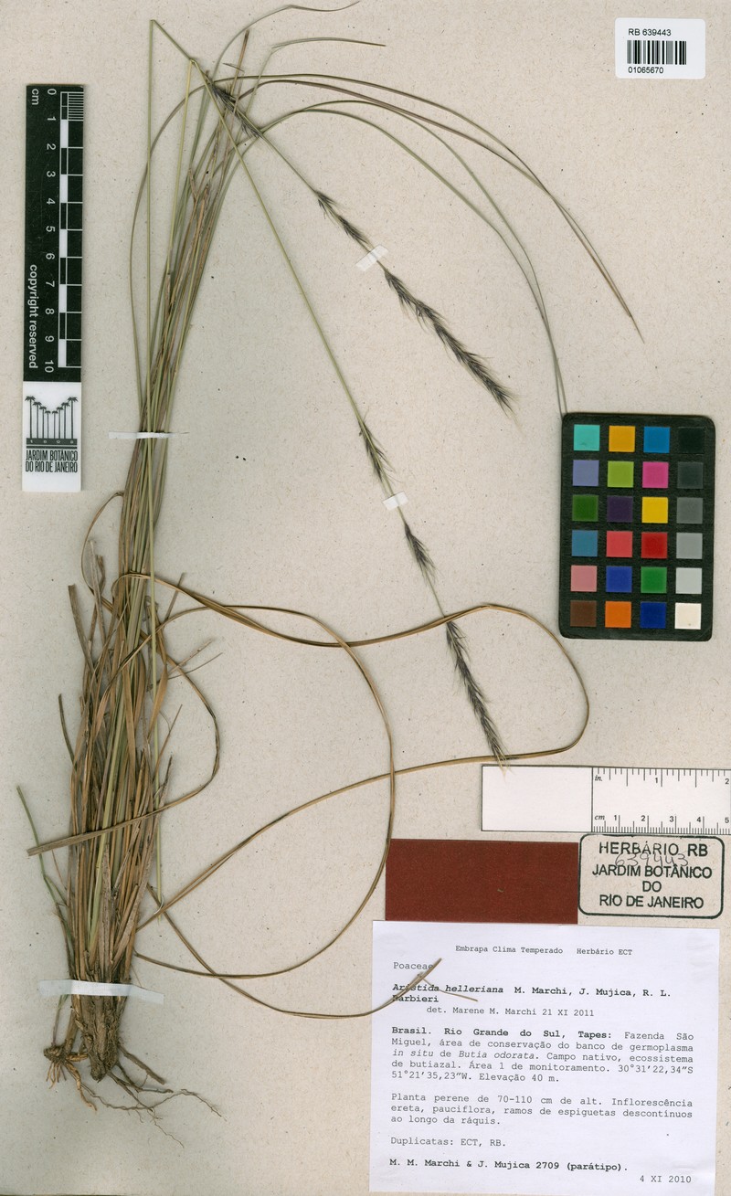 Aristida helleriana photo 3