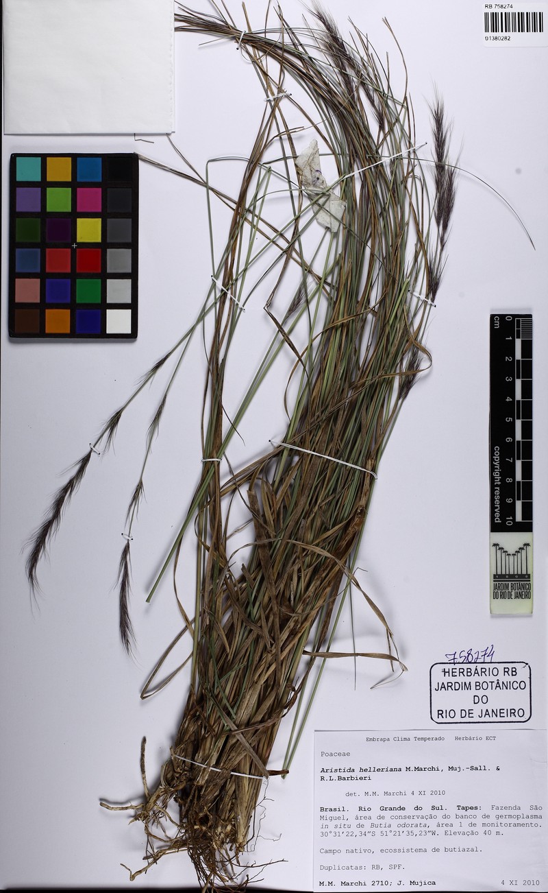 Aristida helleriana photo 4