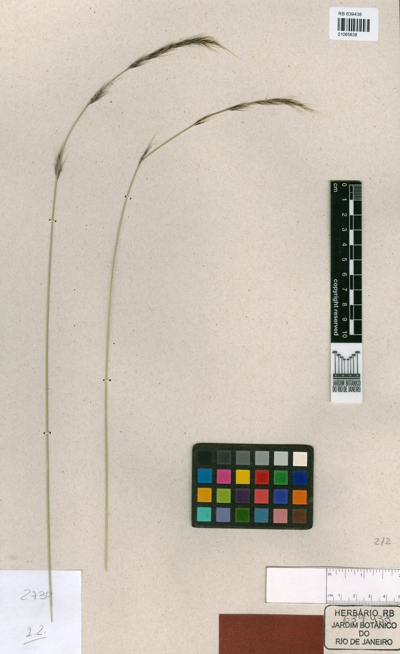 Aristida helleriana photo 5