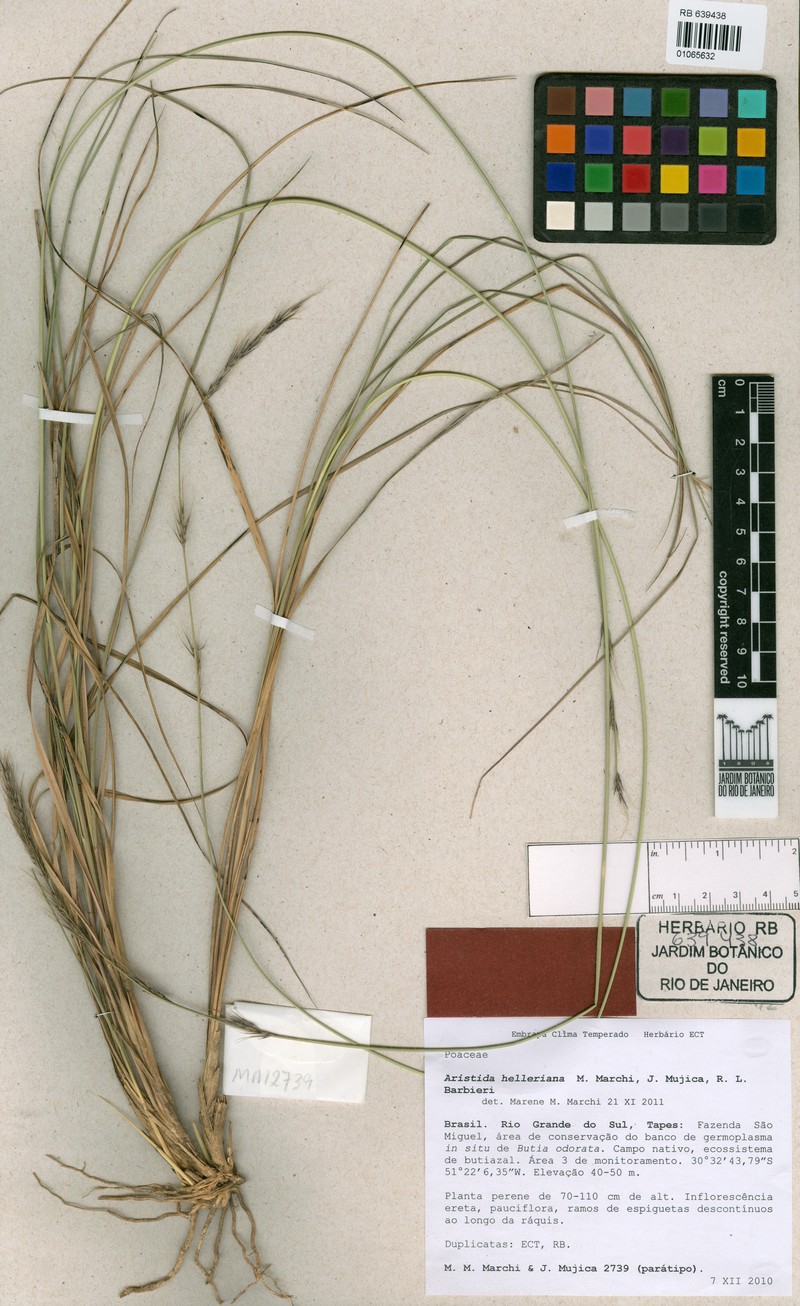 Aristida helleriana photo 6