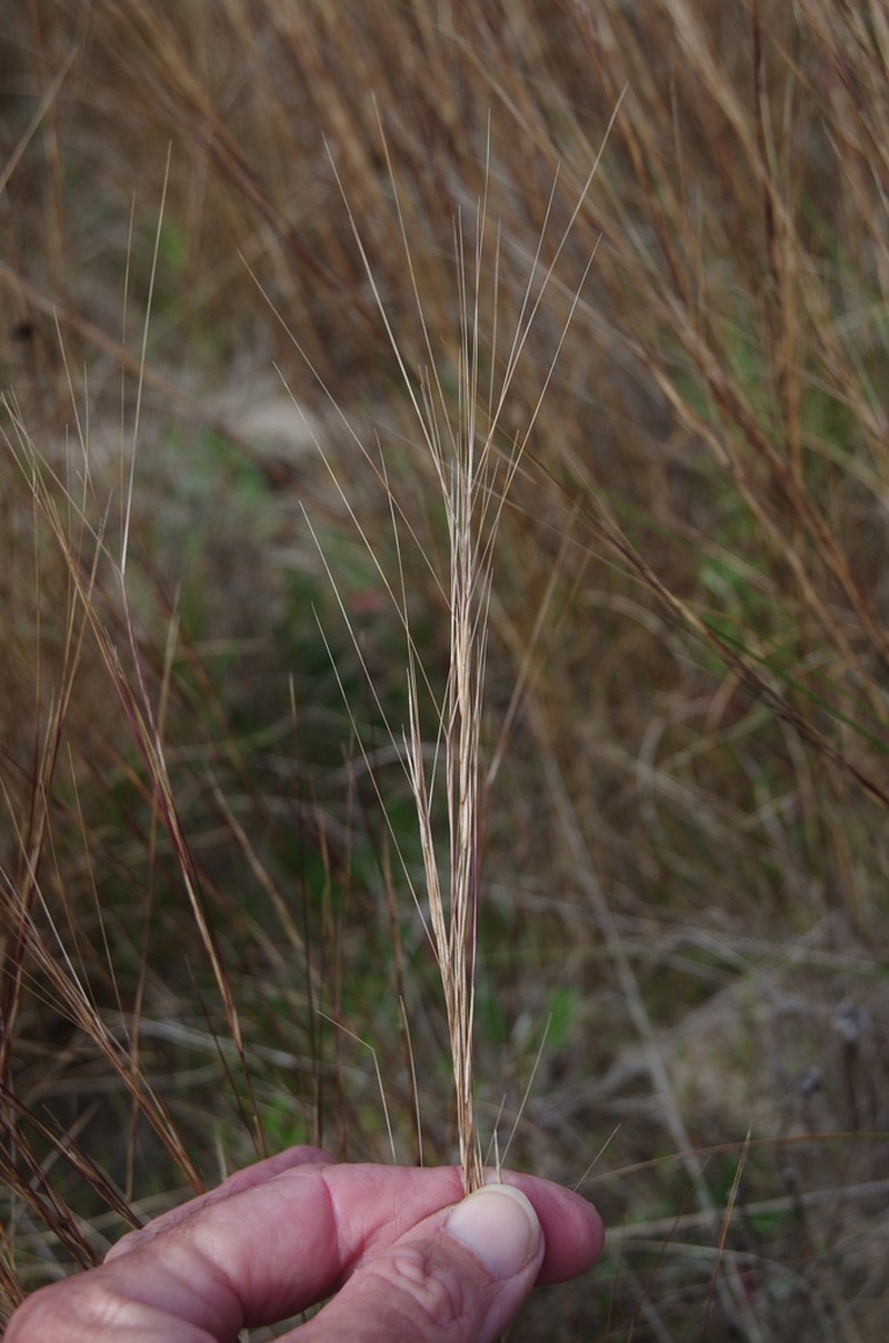 Aristida holathera