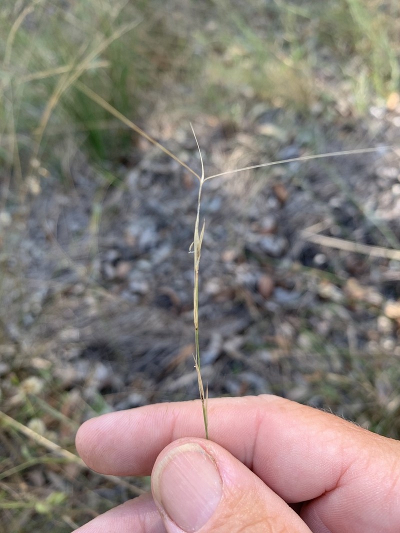 Aristida holathera photo 2