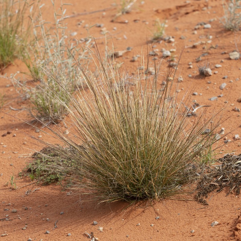 Aristida holathera photo 3
