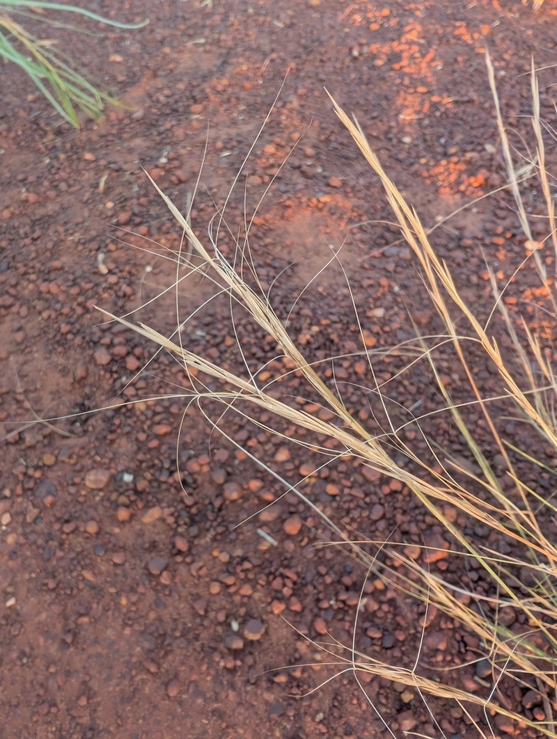 Aristida holathera photo 4