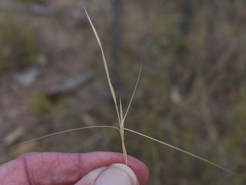 Aristida holathera photo 5