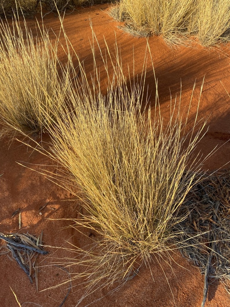 Aristida holathera photo 6