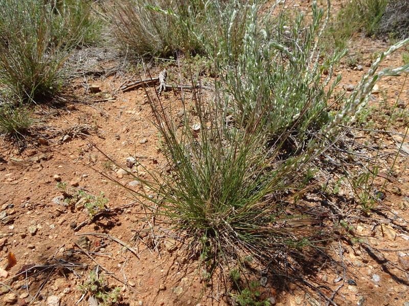 Aristida holathera photo 7