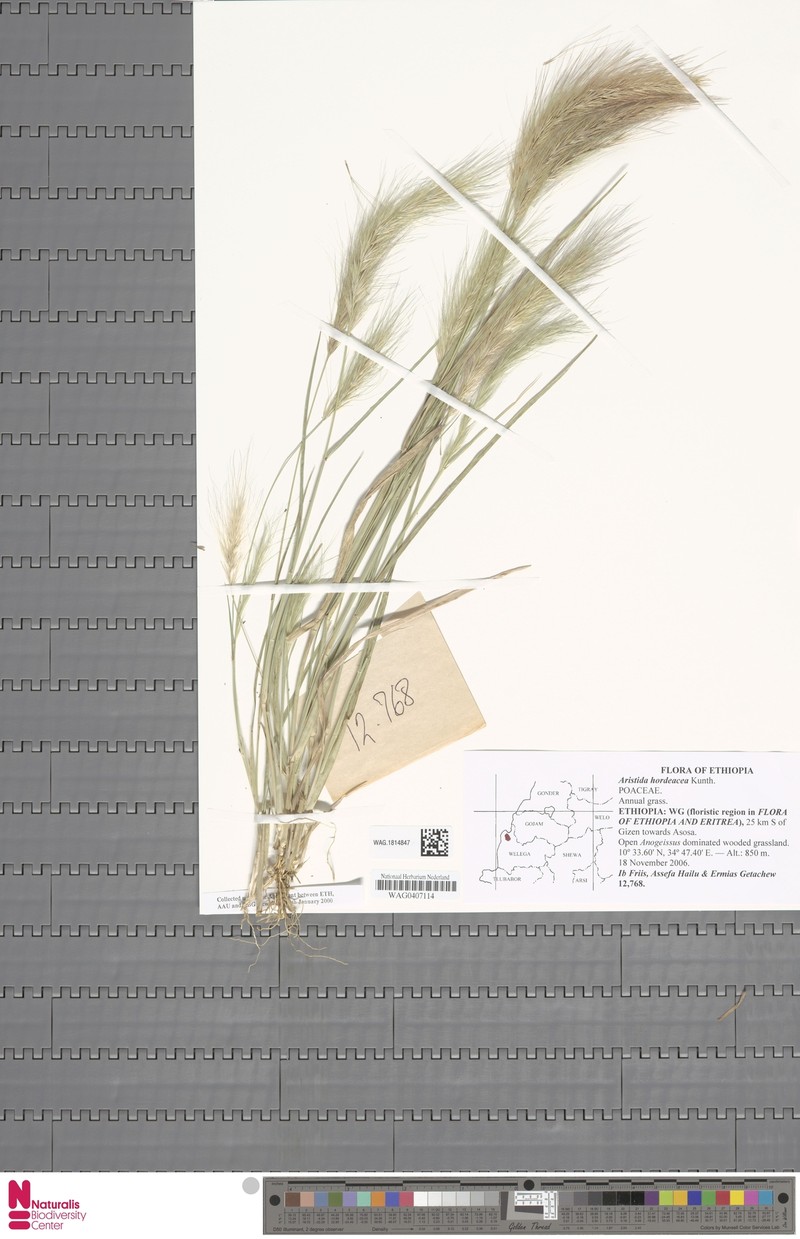Aristida hordeacea