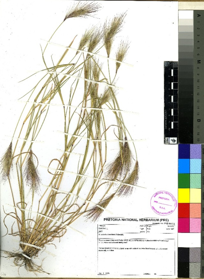 Aristida hubbardiana