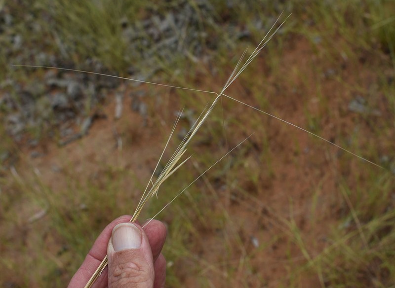 Aristida hygrometrica photo 3