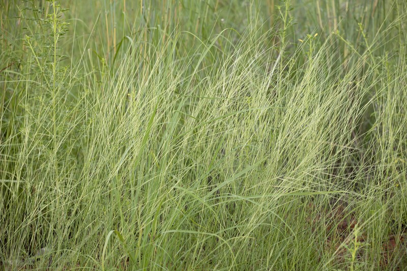 Aristida hygrometrica photo 4
