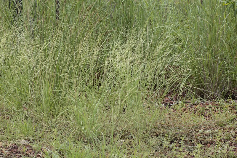 Aristida hygrometrica photo 5