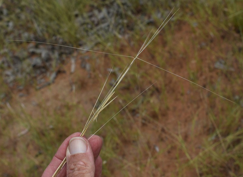 Aristida hygrometrica photo 6