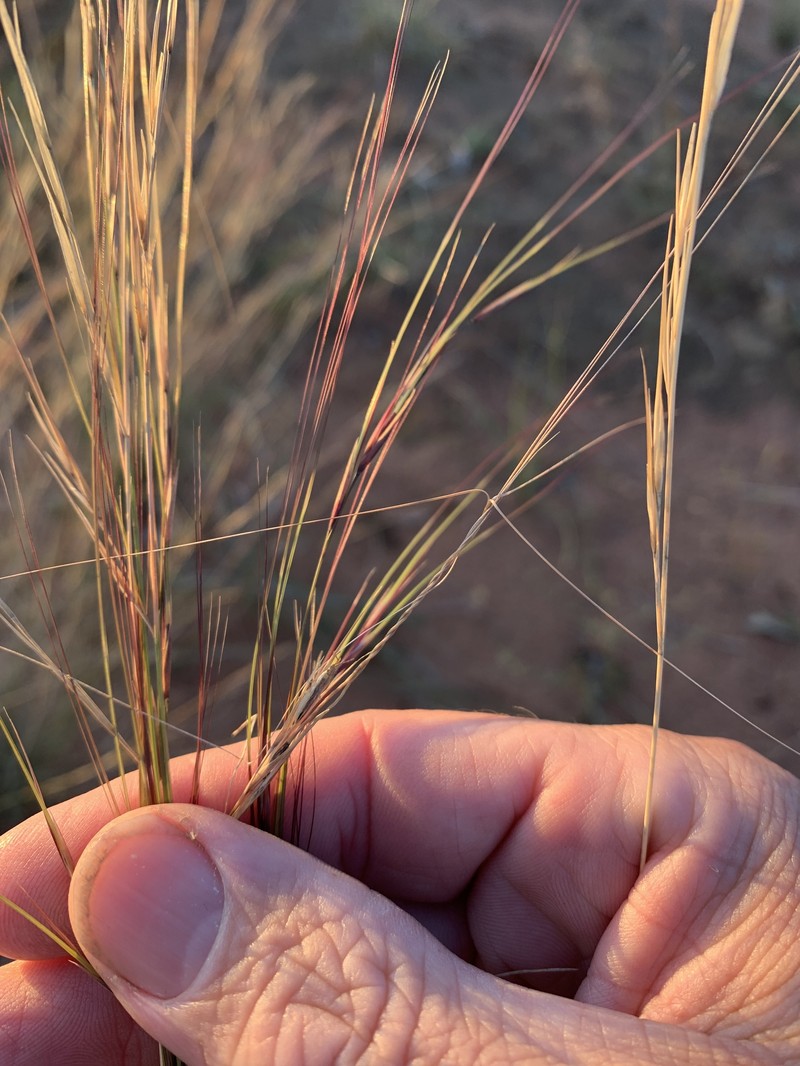 Aristida hygrometrica photo 7