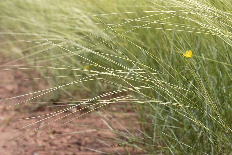 Aristida hygrometrica photo 8