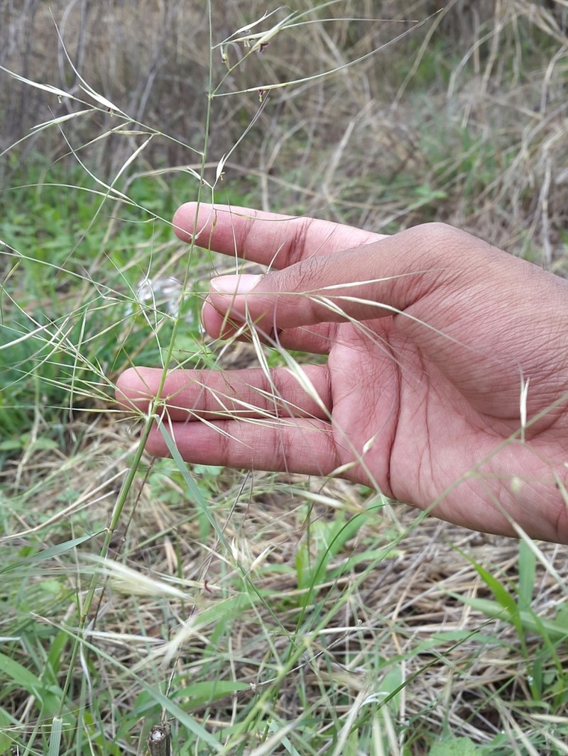 Aristida hystrix