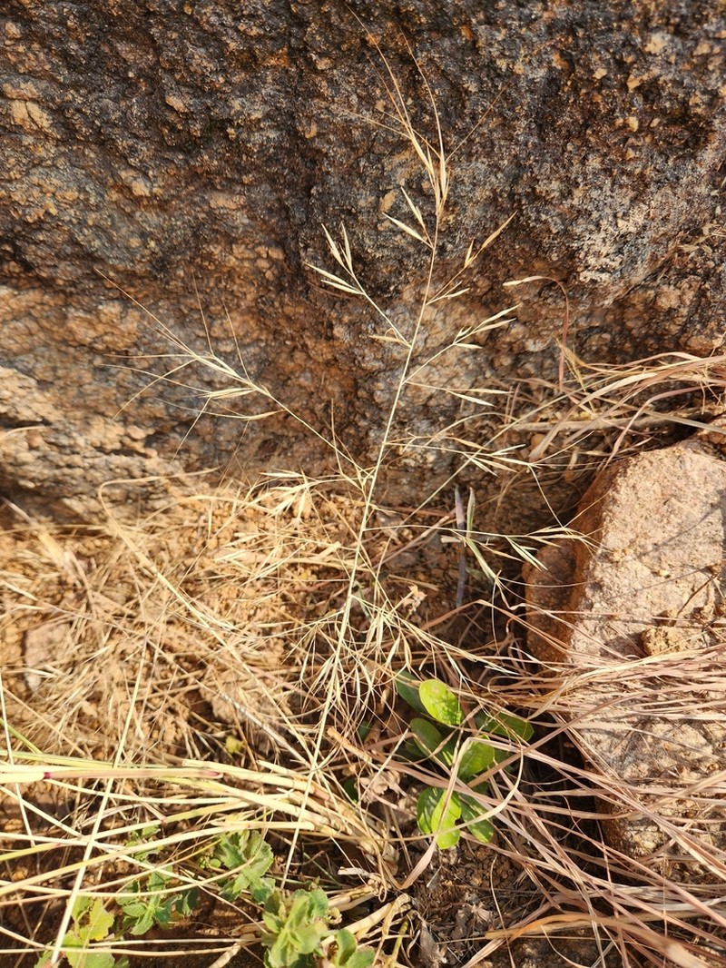 Aristida hystrix photo 2