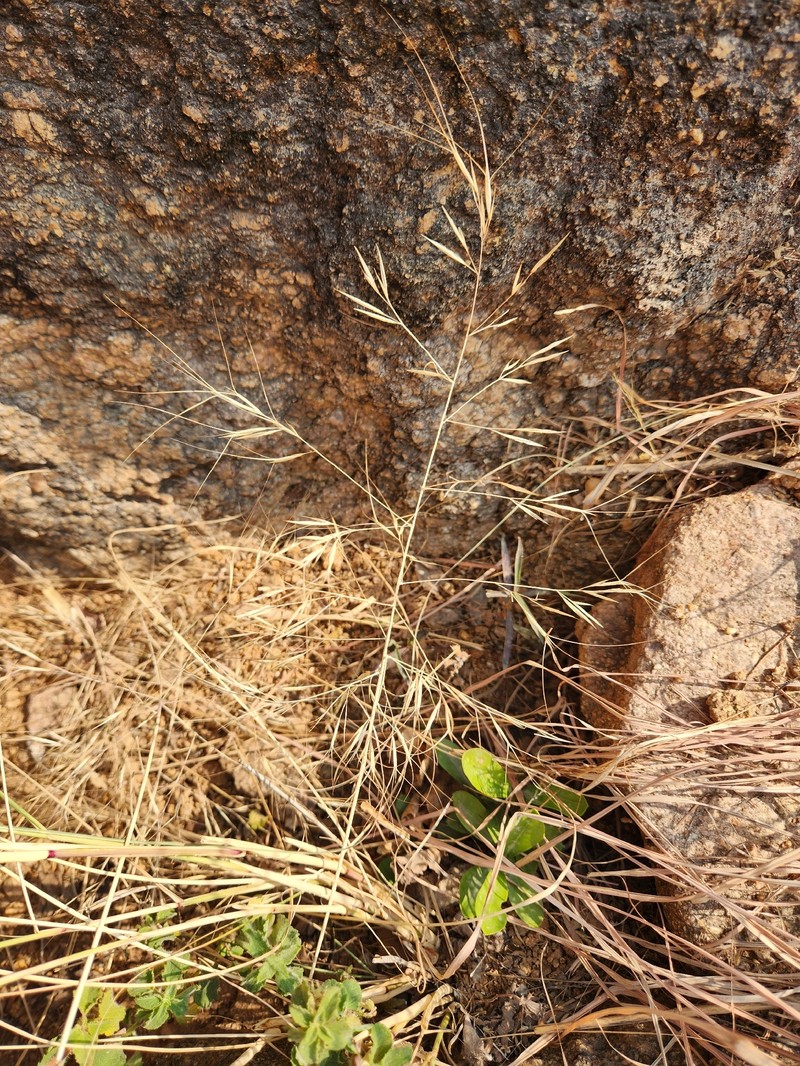 Aristida hystrix photo 6
