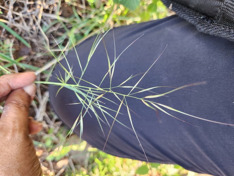 Aristida hystrix photo 7