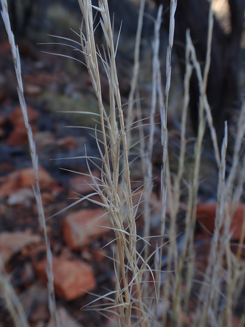 Aristida inaequiglumis