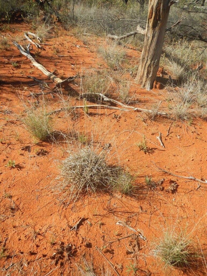 Aristida inaequiglumis photo 2