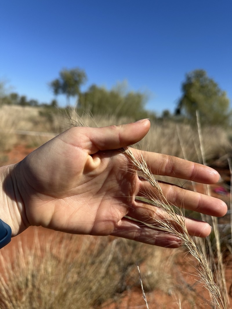 Aristida inaequiglumis photo 3