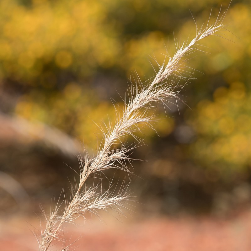 Aristida inaequiglumis photo 4