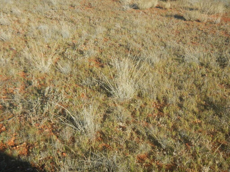 Aristida inaequiglumis photo 5
