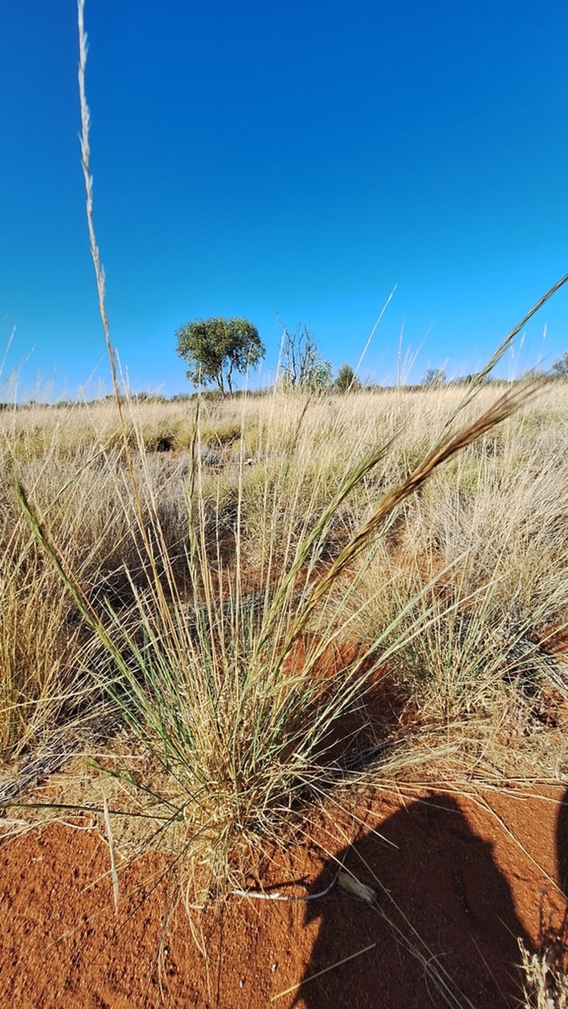Aristida inaequiglumis photo 6