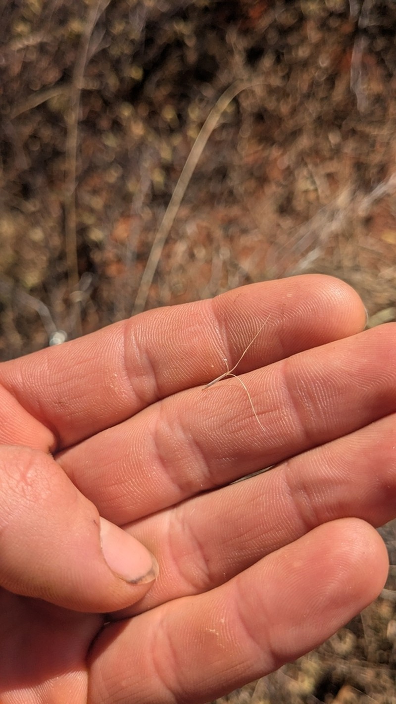 Aristida inaequiglumis photo 7