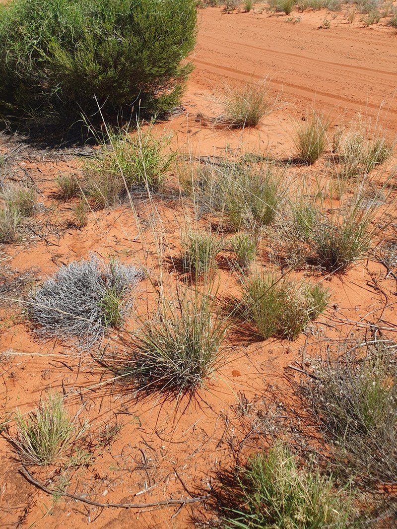 Aristida inaequiglumis photo 8
