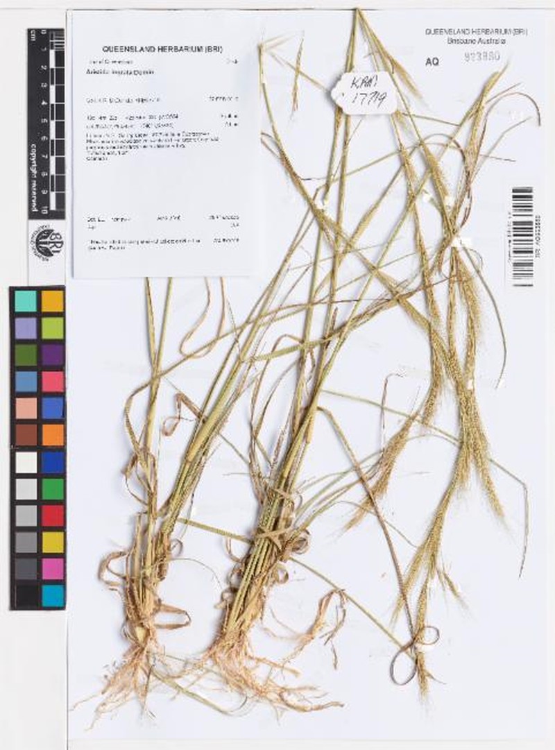Aristida ingrata photo 2