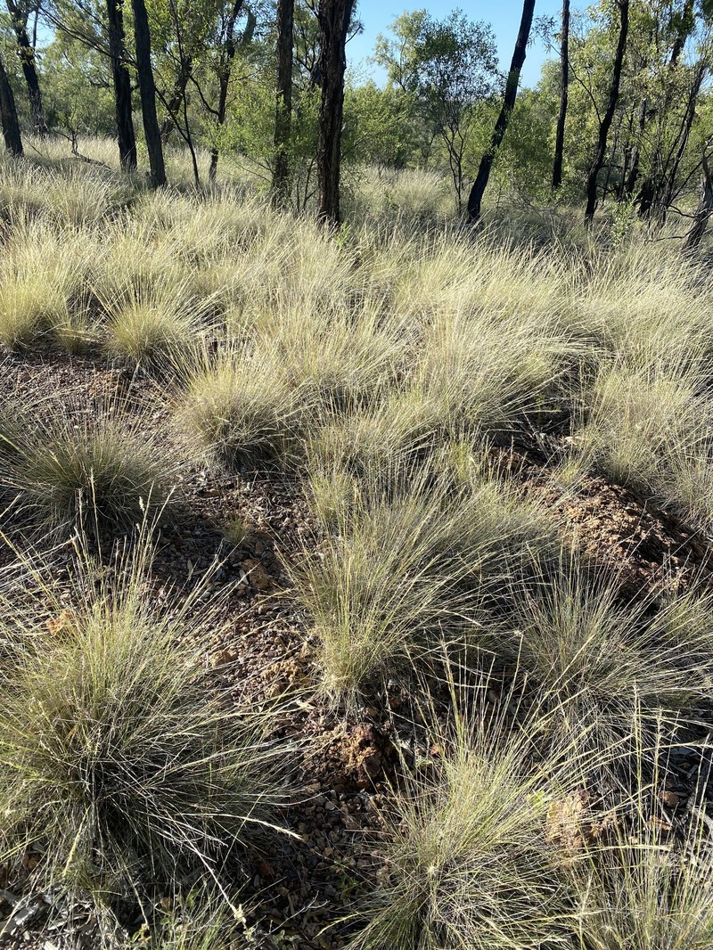 Aristida ingrata photo 3