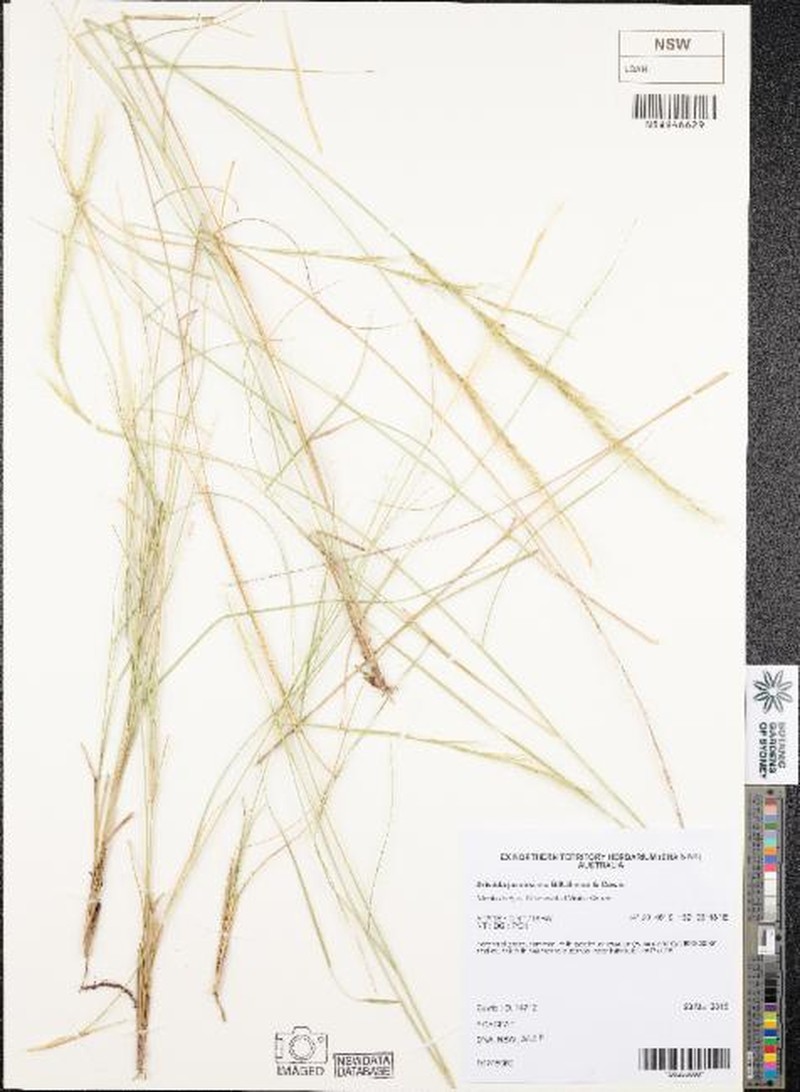 Aristida jacobsiana