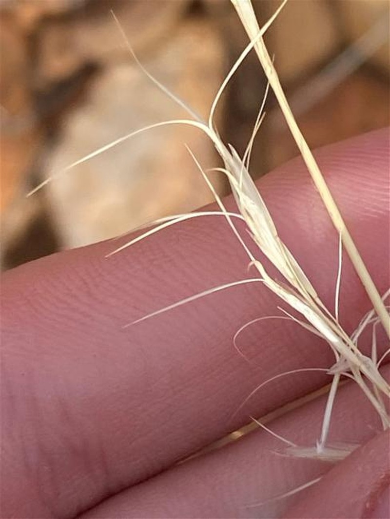 Aristida jerichoensis photo 2