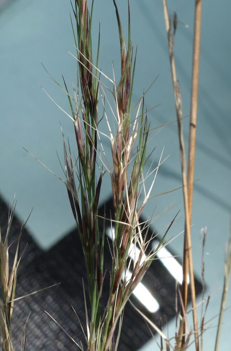 Aristida jerichoensis