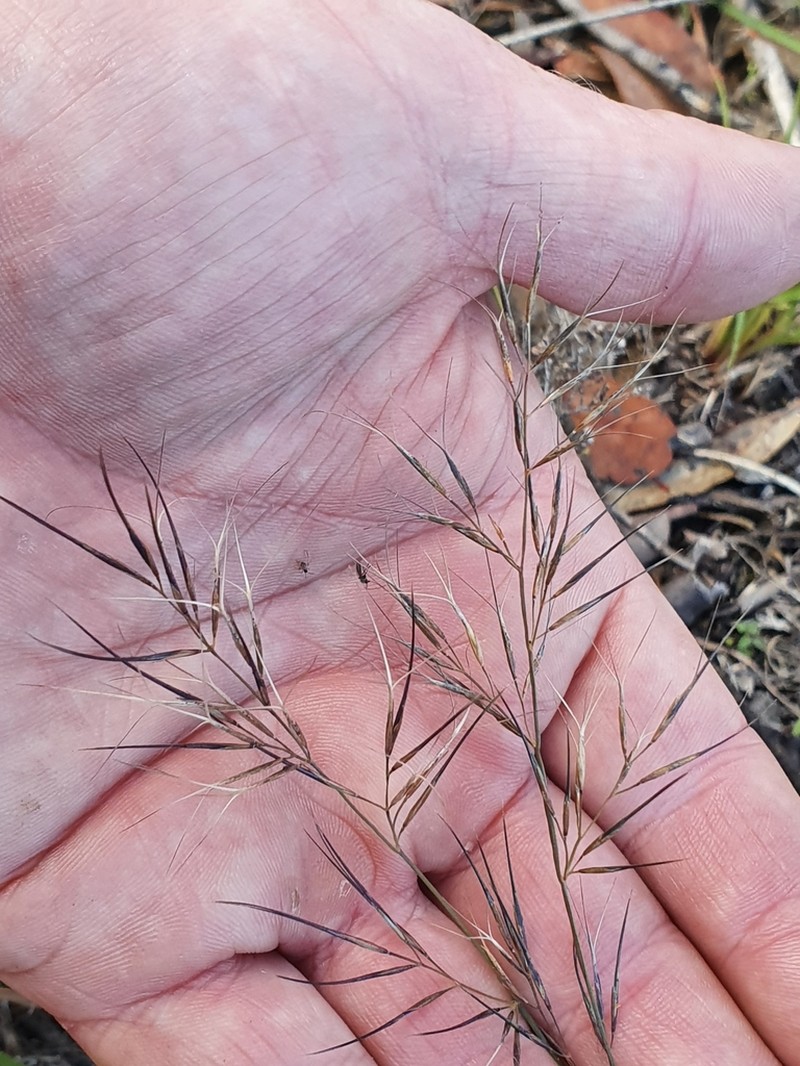 Aristida jerichoensis photo 3
