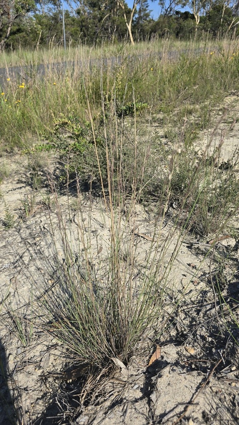 Aristida jerichoensis photo 4