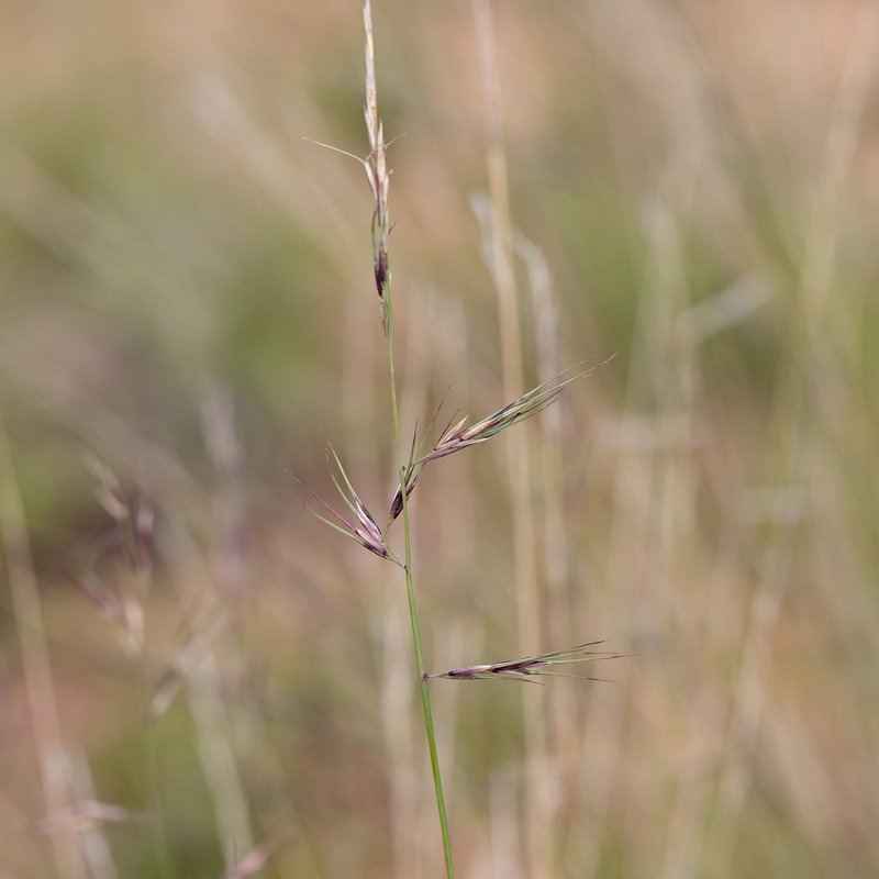Aristida jerichoensis photo 5