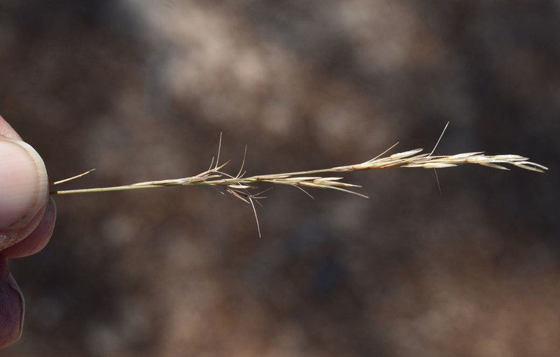 Aristida jerichoensis photo 6