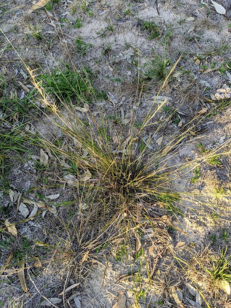 Aristida jerichoensis photo 7