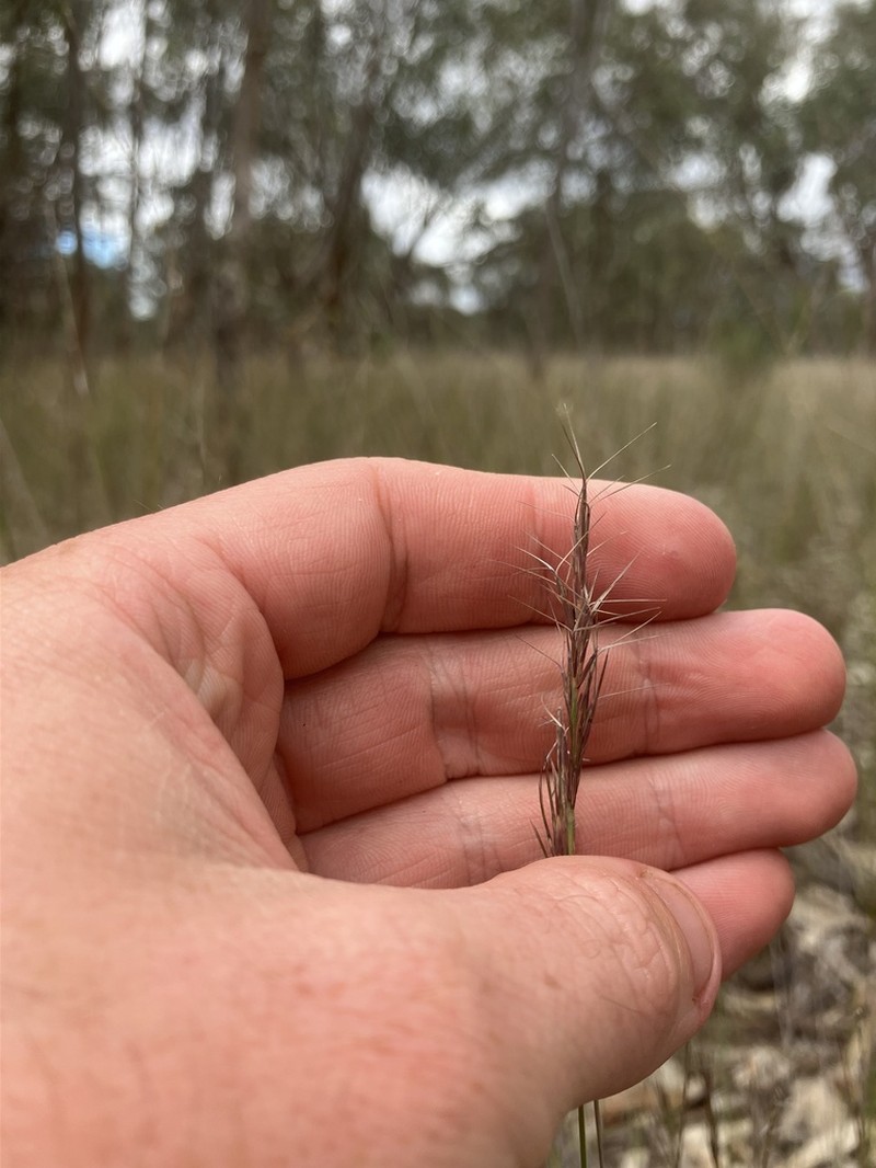 Aristida jerichoensis photo 8