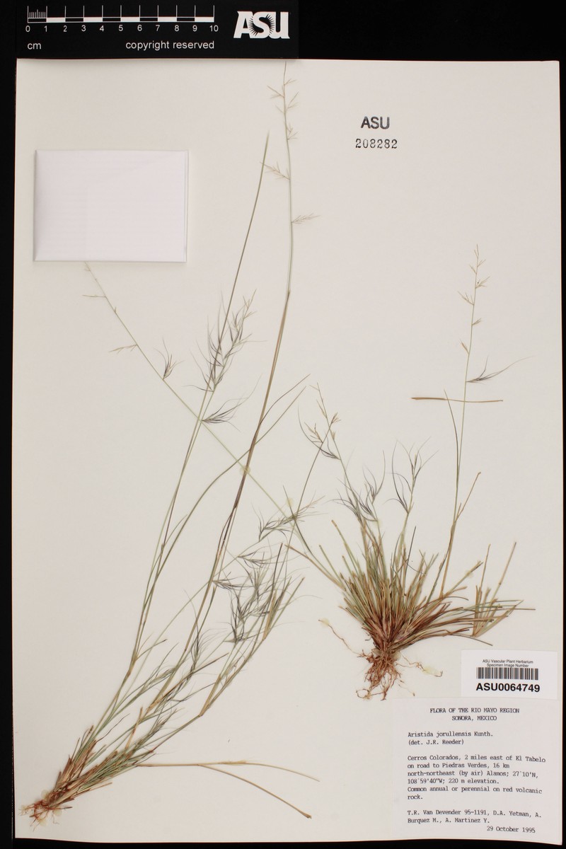 Aristida jorullensis