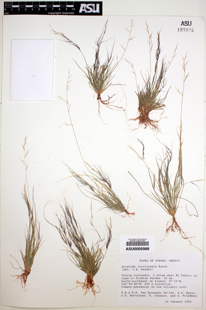 Aristida jorullensis photo 2