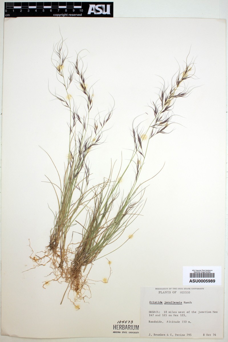 Aristida jorullensis photo 3