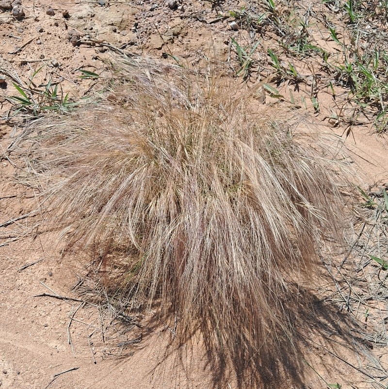 Aristida jubata