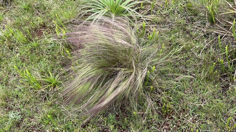 Aristida jubata photo 2